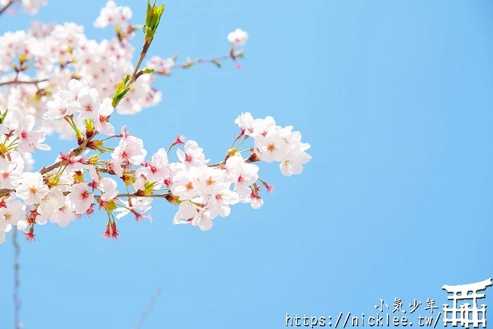 【山口景點】岩國錦帶橋櫻花-日本三大名橋與三大奇橋