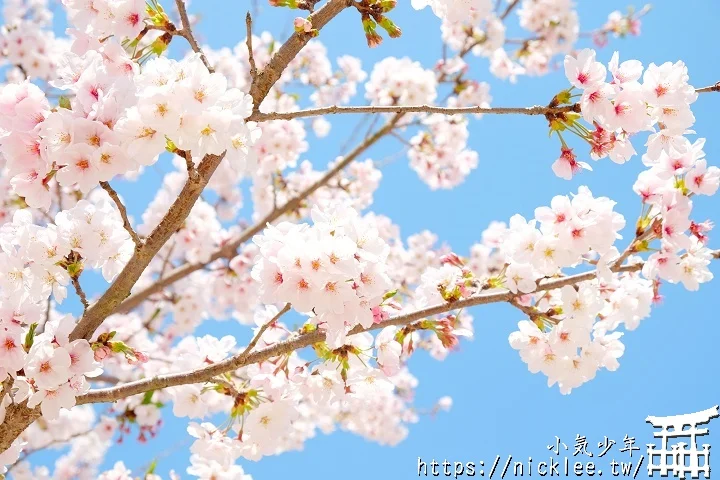 【山口景點】岩國錦帶橋櫻花-日本三大名橋與三大奇橋