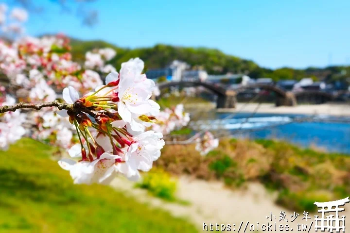 【山口景點】岩國錦帶橋櫻花-日本三大名橋與三大奇橋