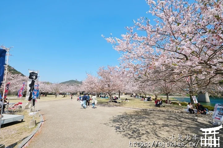 【山口景點】岩國錦帶橋櫻花-日本三大名橋與三大奇橋