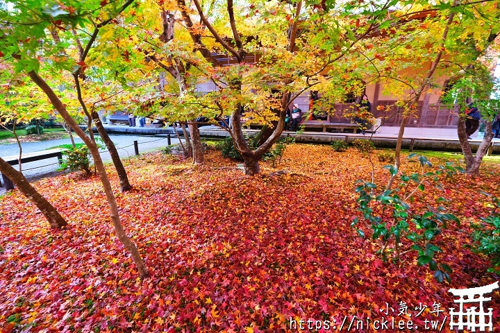 圓光寺的紅葉地毯