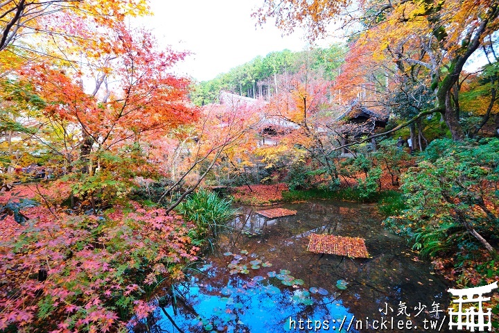 京都賞楓景點 - 圓光寺 - 奔龍庭枯山水與十牛之庭的紅葉地毯必看