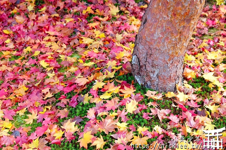 圓光寺的紅葉地毯
