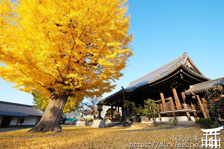 京都-本願寺山科別院-遊客不多的銀杏祕境