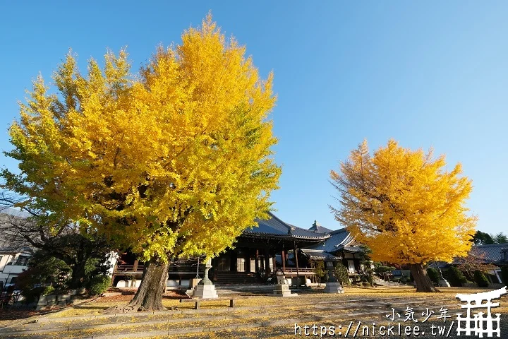 【京都】本願寺山科別院(山科本願寺)-遊客不多的銀杏祕境