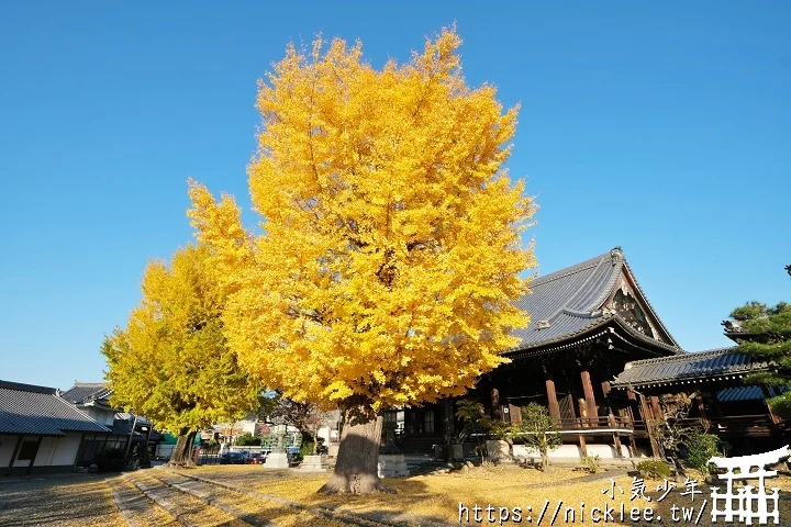 【京都】本願寺山科別院(山科本願寺)-遊客不多的銀杏祕境