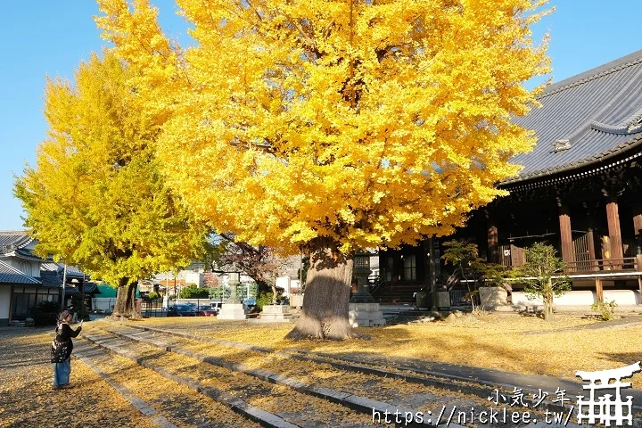 【京都】本願寺山科別院(山科本願寺)-遊客不多的銀杏祕境