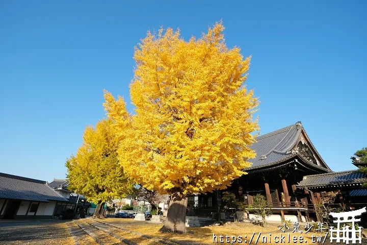 【京都】本願寺山科別院(山科本願寺)-遊客不多的銀杏祕境