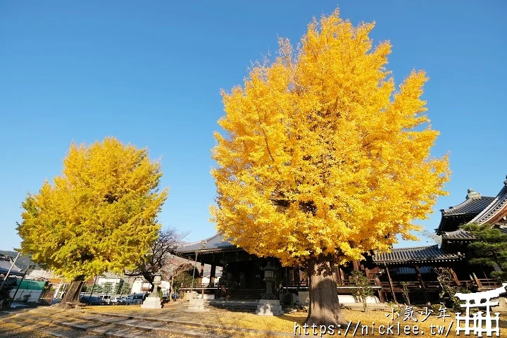 【京都】本願寺山科別院(山科本願寺)-遊客不多的銀杏祕境