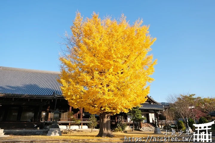 【京都】本願寺山科別院(山科本願寺)-遊客不多的銀杏祕境