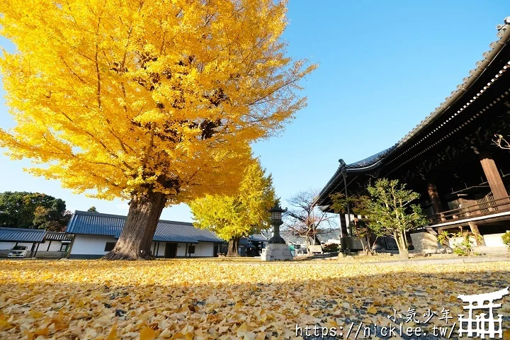 【京都】本願寺山科別院(山科本願寺)-遊客不多的銀杏祕境