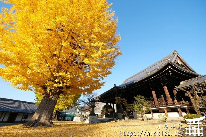 【京都】本願寺山科別院(山科本願寺)-遊客不多的銀杏祕境