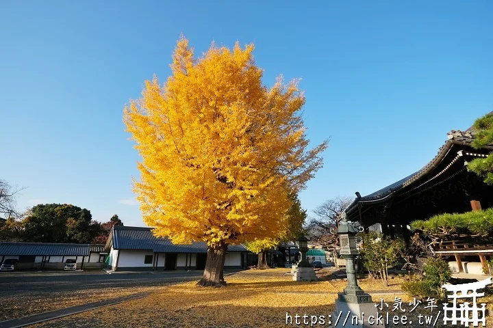 【京都】本願寺山科別院(山科本願寺)-遊客不多的銀杏祕境