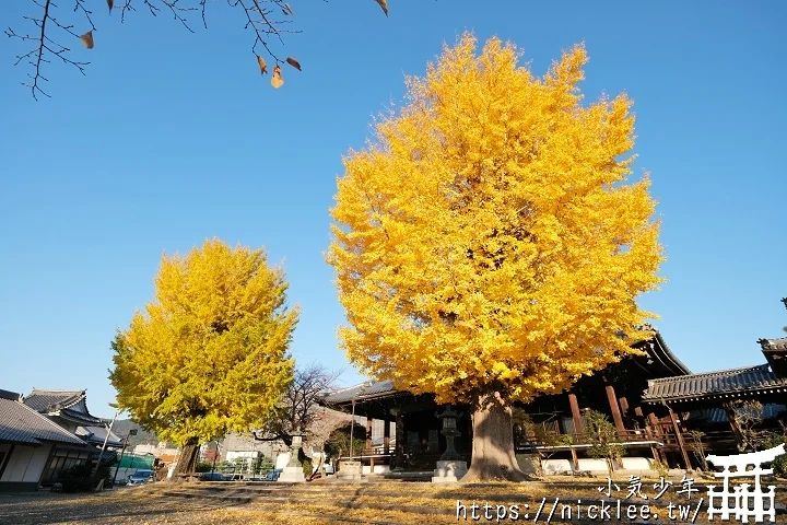 【京都】本願寺山科別院(山科本願寺)-遊客不多的銀杏祕境