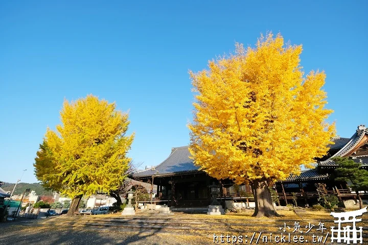 【京都】本願寺山科別院(山科本願寺)-遊客不多的銀杏祕境