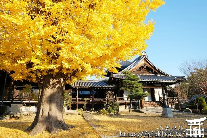 【京都】本願寺山科別院(山科本願寺)-遊客不多的銀杏祕境