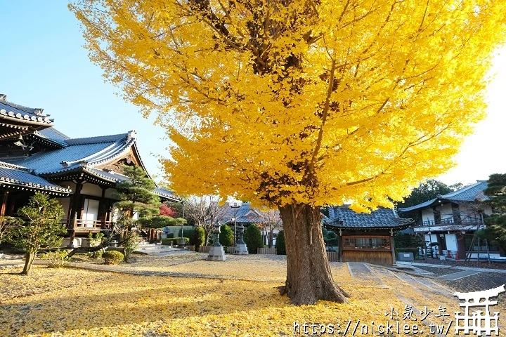 【京都】本願寺山科別院(山科本願寺)-遊客不多的銀杏祕境