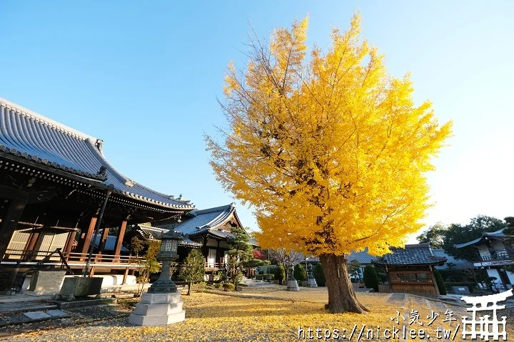 【京都】本願寺山科別院(山科本願寺)-遊客不多的銀杏祕境