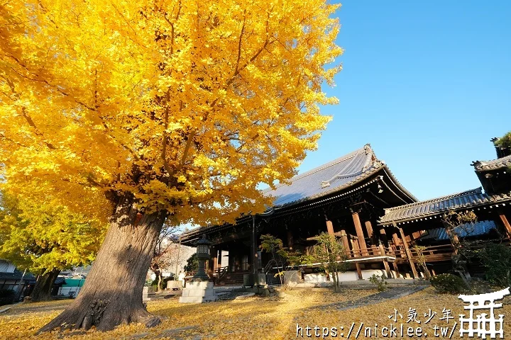 【京都】本願寺山科別院(山科本願寺)-遊客不多的銀杏祕境