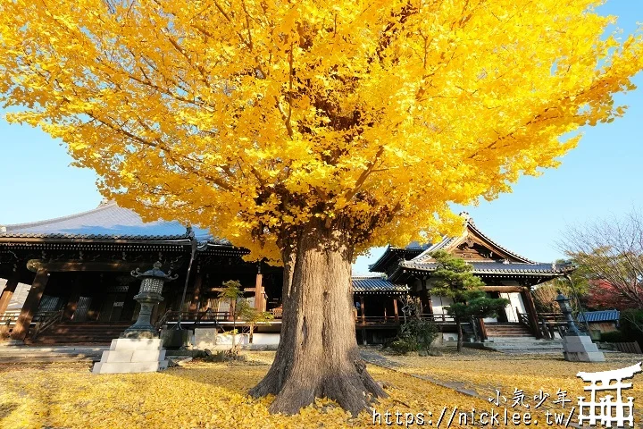 【京都】本願寺山科別院(山科本願寺)-遊客不多的銀杏祕境