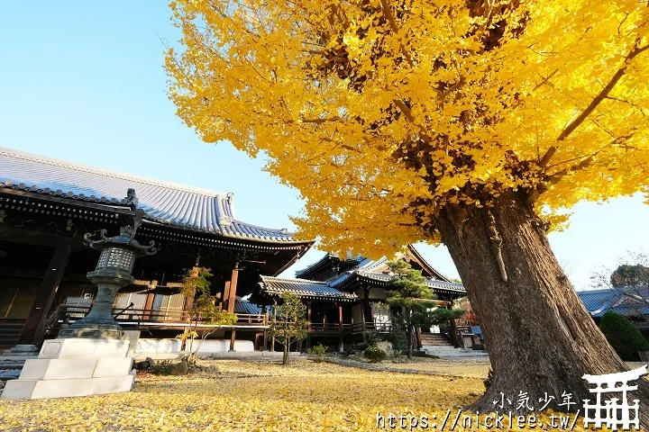 【京都】本願寺山科別院(山科本願寺)-遊客不多的銀杏祕境