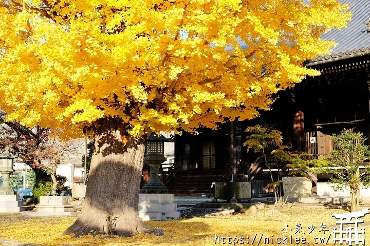 【京都】本願寺山科別院(山科本願寺)-遊客不多的銀杏祕境