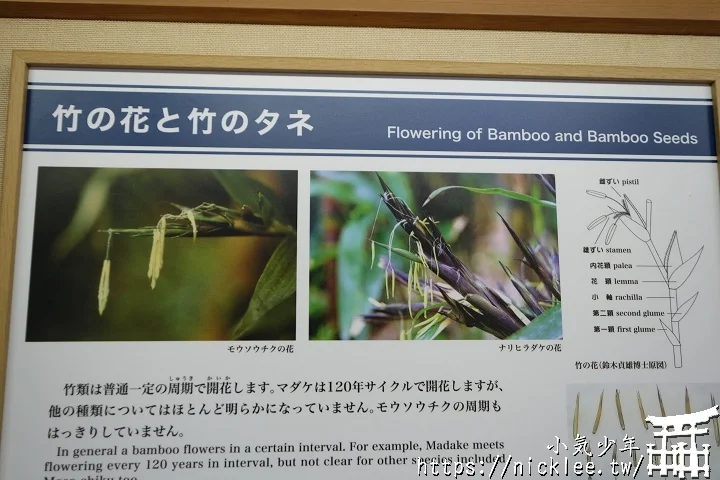 【京都】洛西竹林公園(洛西口竹林小徑)-沒有嵐山人擠人般的竹林公園