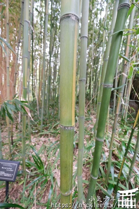 【京都】洛西竹林公園(洛西口竹林小徑)-沒有嵐山人擠人般的竹林公園