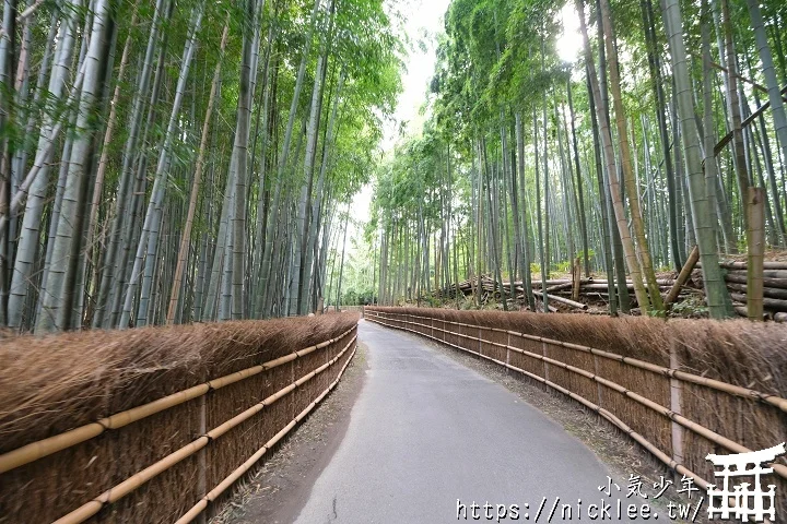 【京都】洛西竹林公園(洛西口竹林小徑)-沒有嵐山人擠人般的竹林公園