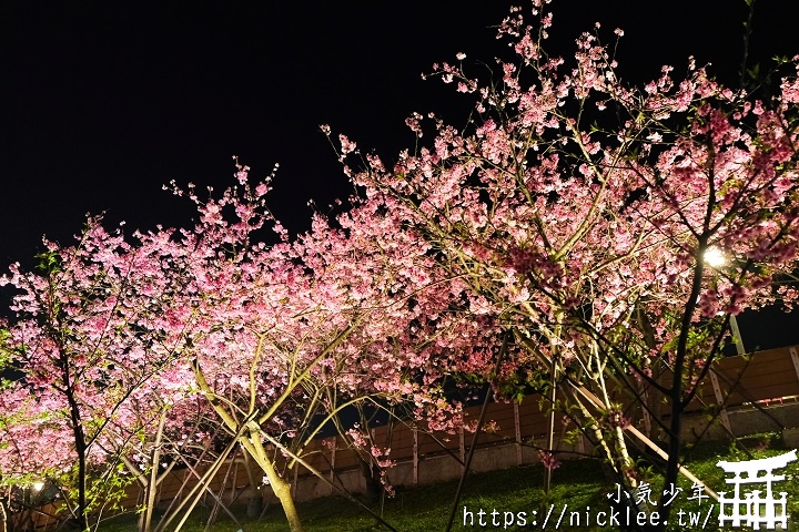 期望成為台灣的目黑川-東湖樂活公園-樂活夜櫻祭