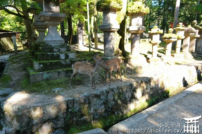 奈良景點-春日大社-有3千座具千年歷史的燈籠,鹿也比東大寺的善良