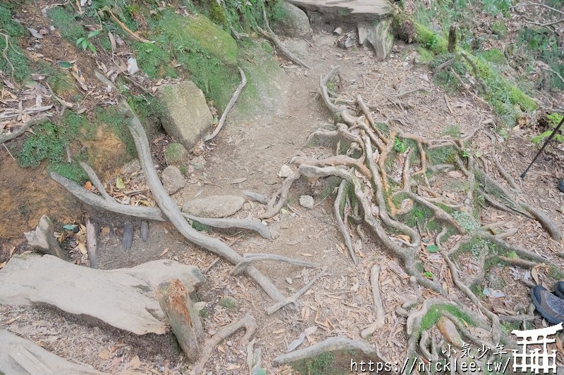 屋久島-白谷雲水峽-有魔法森林的世界自然遺產