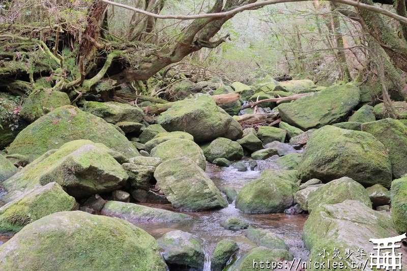 屋久島-白谷雲水峽-有魔法森林的世界自然遺產
