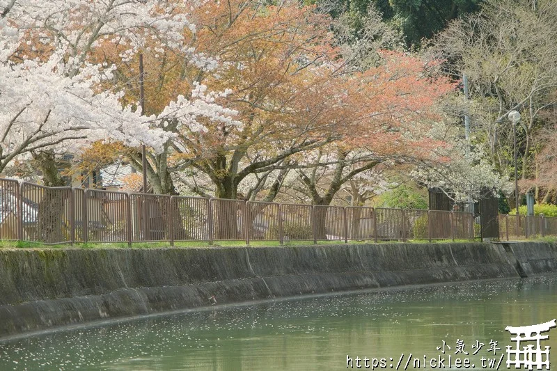 京都賞櫻-乘琵琶湖疏水船賞櫻-從百年運河水面欣賞櫻花