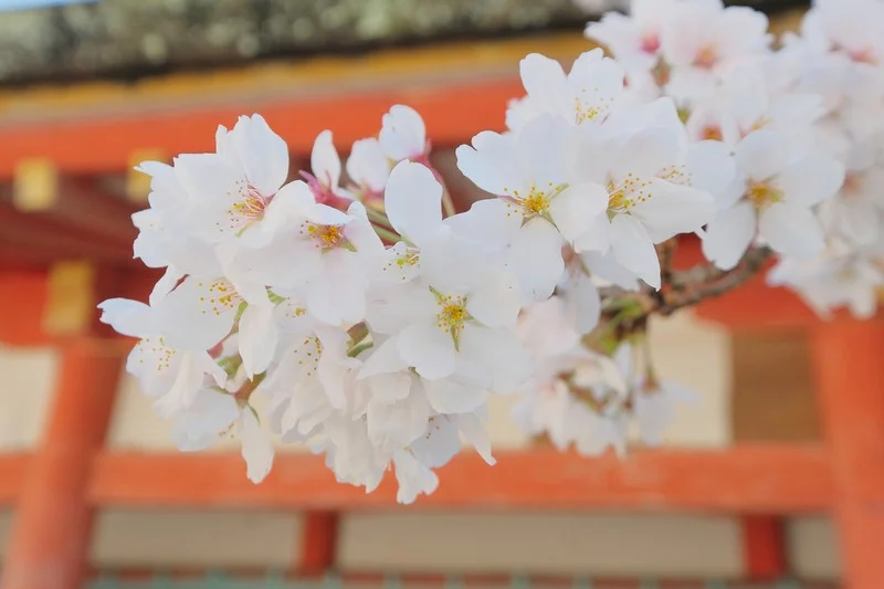 【京都景點】石清水八幡宮-日本三大八幡宮之一,含本殿在內的10棟建築物皆為國寶