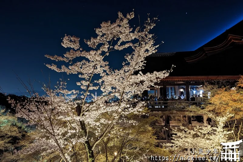 京都夜櫻推薦-清水寺夜櫻-雷射光束加清水舞台，並以京都塔當作背景，只有來清水寺才看得到