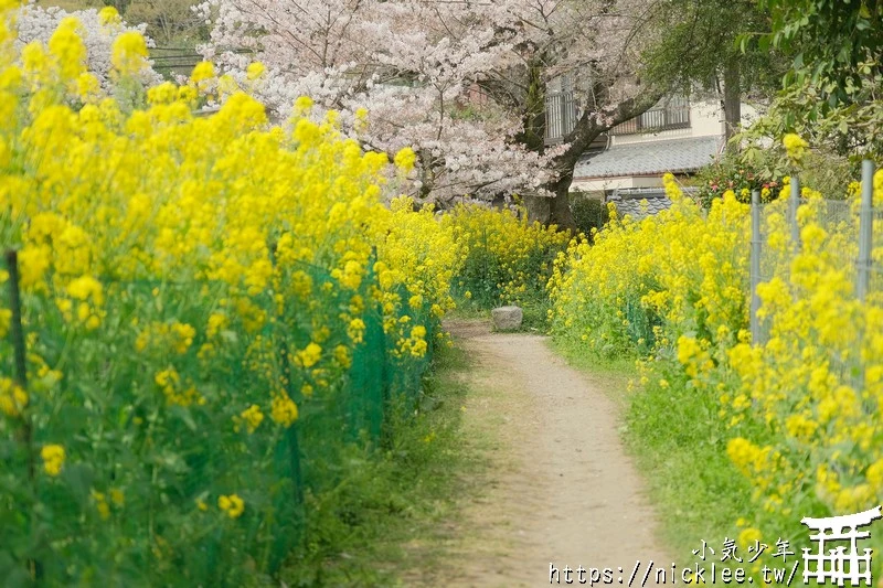京都賞櫻景點推薦-山科疏水櫻花-4公里長的櫻花步道,可同時欣賞櫻花與油菜花盛開