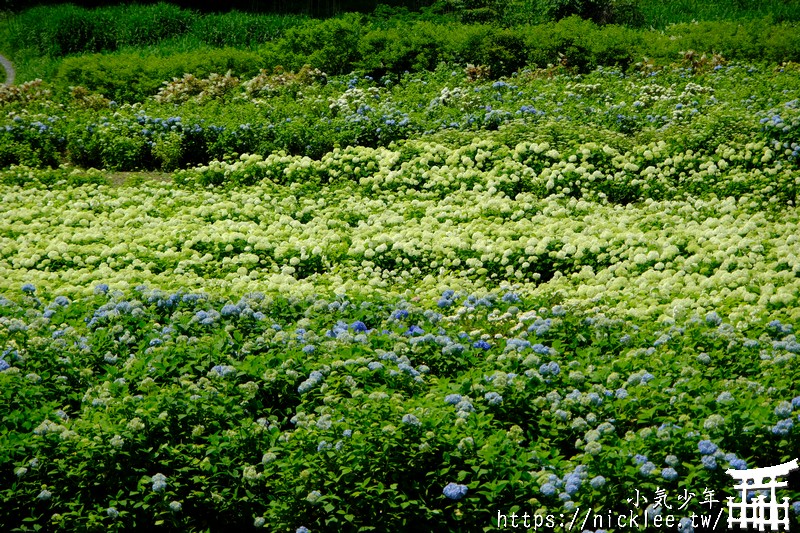 岩手-陸奧紫陽花園-園內有300個品種、3萬株紫陽花