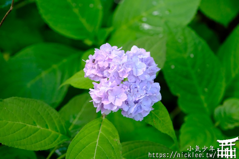岩手-陸奧紫陽花園-園內有300個品種、3萬株紫陽花