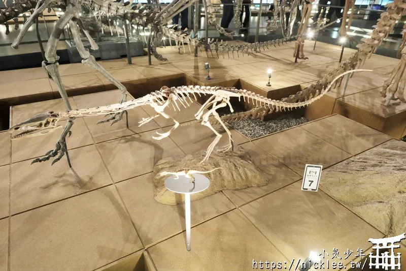 福井景點-福井縣立恐龍博物館-可以親眼看到恐龍化石，還有超真實恐龍復原模型