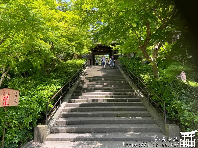 鎌倉圓覺寺-遊客不多的鎌倉紫陽花景點,遊客是明月院的5分之1不到