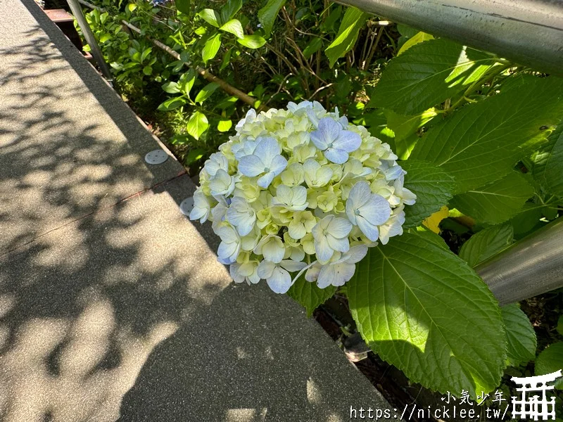 鎌倉圓覺寺-遊客不多的鎌倉紫陽花景點,遊客是明月院的5分之1不到