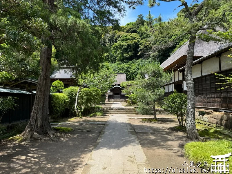 鎌倉圓覺寺-遊客不多的鎌倉紫陽花景點,遊客是明月院的5分之1不到