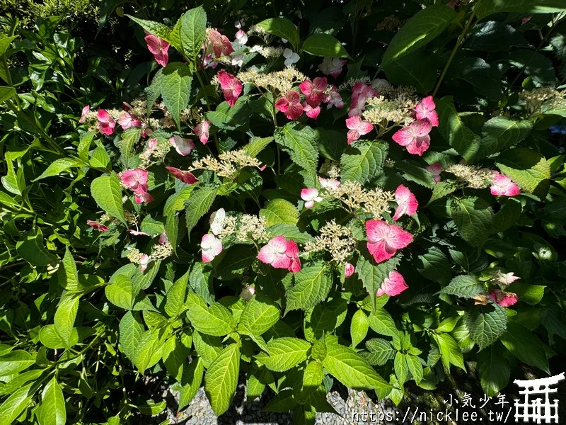 鎌倉圓覺寺-遊客不多的鎌倉紫陽花景點,遊客是明月院的5分之1不到