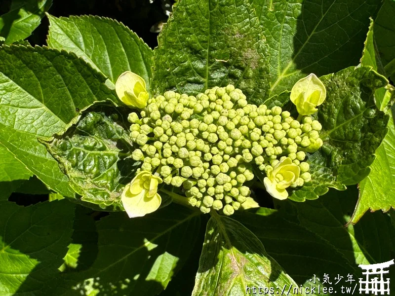 鎌倉圓覺寺-遊客不多的鎌倉紫陽花景點,遊客是明月院的5分之1不到