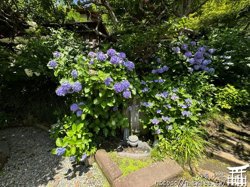 鎌倉圓覺寺-遊客不多的鎌倉紫陽花景點,遊客是明月院的5分之1不到