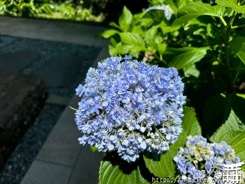 鎌倉圓覺寺-遊客不多的鎌倉紫陽花景點,遊客是明月院的5分之1不到