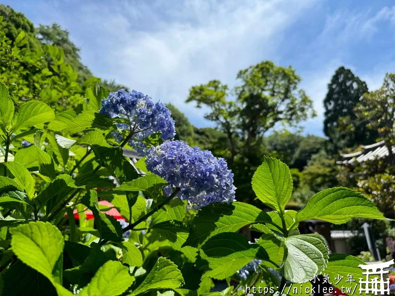 鎌倉圓覺寺-遊客不多的鎌倉紫陽花景點,遊客是明月院的5分之1不到