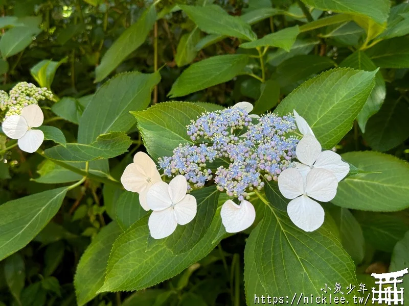 鎌倉圓覺寺-遊客不多的鎌倉紫陽花景點,遊客是明月院的5分之1不到