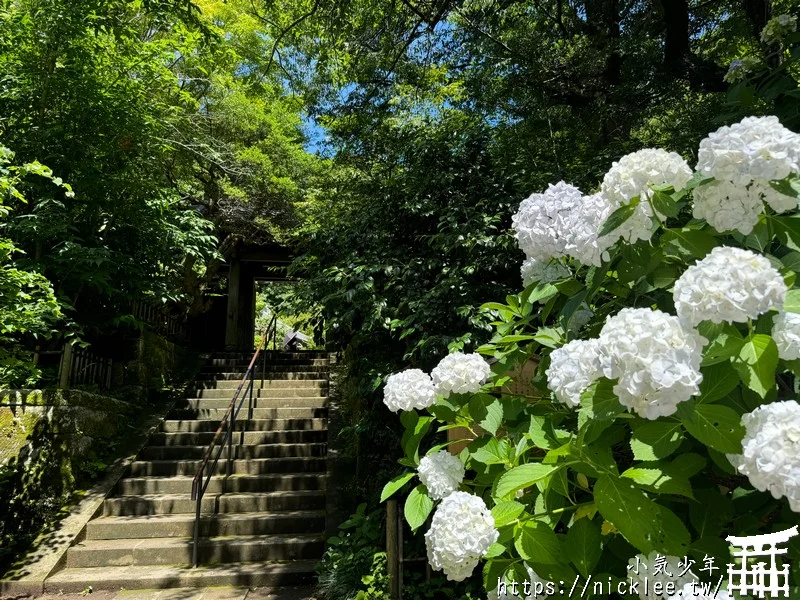 鎌倉圓覺寺-遊客不多的鎌倉紫陽花景點,遊客是明月院的5分之1不到